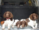Einstein, Finja, Cina, Eischa